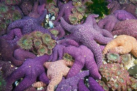 Ochre Sea Stars And Sea Anemones © Paul Nicklennational Geographic