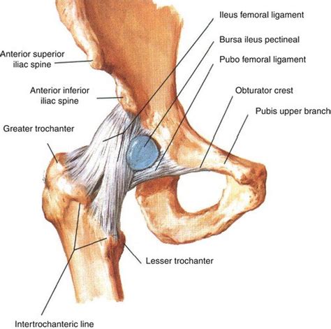 The remainder of the orthopedic and neurological examination was within normal limits. iliac bursa - Liberal Dictionary