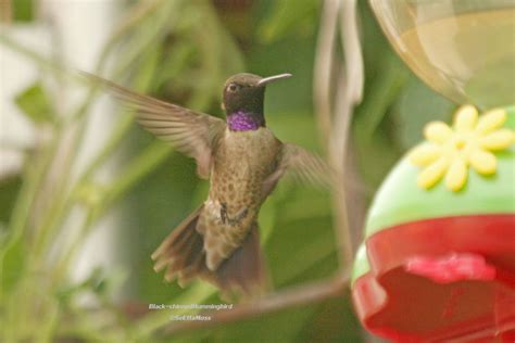 Of them, 193 have been documented as breeding in the state, and 138 are review species as defined below. Winter hummingbirds - Birds and Blooms