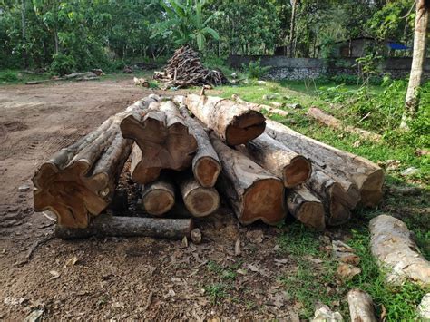 55 Ft Kerala Forest Teak Wood Logs 13 Grade A Grade At Rs 2400cubic Feet In Kollam