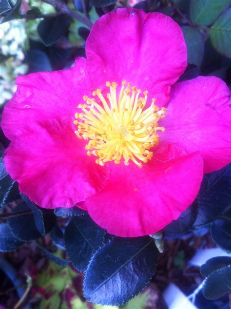 My Hot Pink Camellia