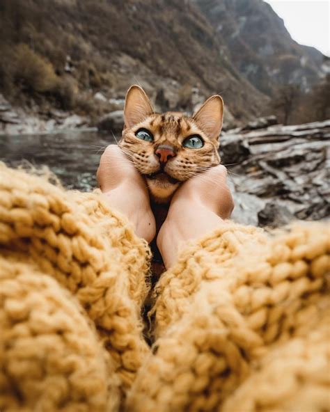 Squishy Suki 😸 Cats Pets Cute Animals