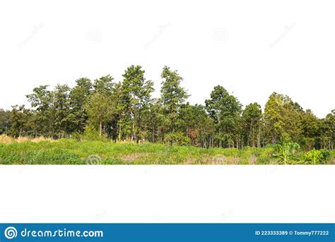 View Of A High Definition Treeline Isolated Stock Image Image Of