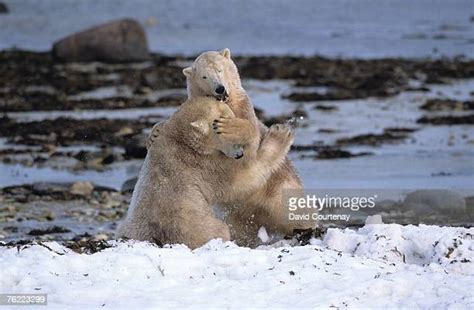 Bear Wrestling Fotografías E Imágenes De Stock Getty Images