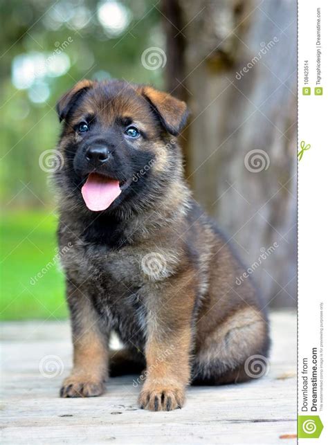 Sable german shepherd is the color variant of gsd, but that affects its behavior as well as health. German Shepherd Sable Puppy Stock Photo - Image of cute, grass: 108423514