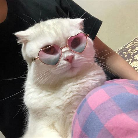 Pin By Cat Lover On Animals Cute Cat Memes Cat Sunglasses Cat Aesthetic