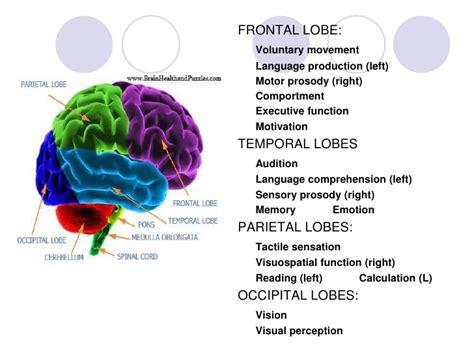 It has been divided into two major parts namely cerebrum and cerebellum. Brain And Behavior