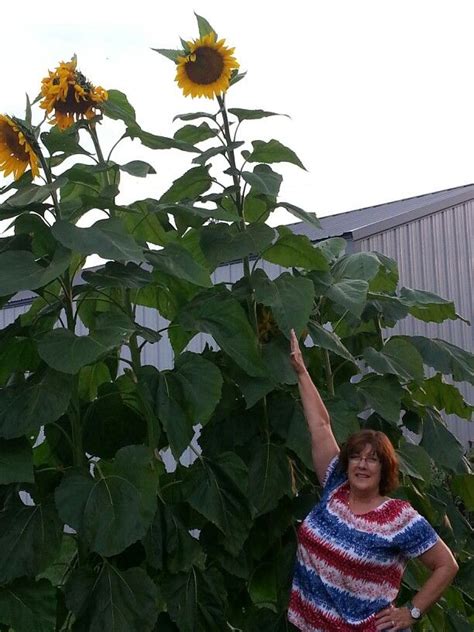 Sunflowers Over 9ft Tall Plants Sunflower Tall