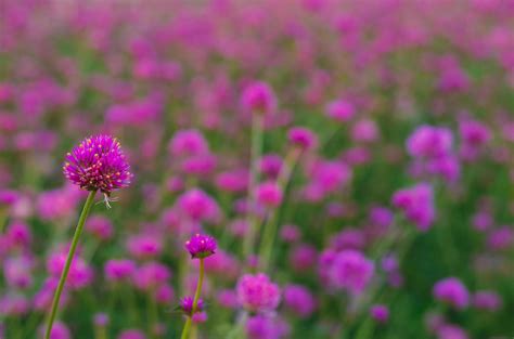 Pink Color Globe Amaranth Flower With Colorful Blurry Background