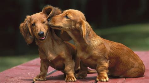 Two Dachshunds Wallpaper My Doggy Rocks