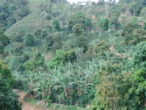 In agriculture 3 traditional agroecosystems as models of biodiverse farms 6 the ecological role of biodiversity 9 the nature of biodiversity in agroecosystems 10. Biodiversity and ecosystem services towards sustainable ...