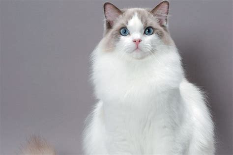 The Ragdoll Cat — All About This Fascinating Cat Breed Catster In