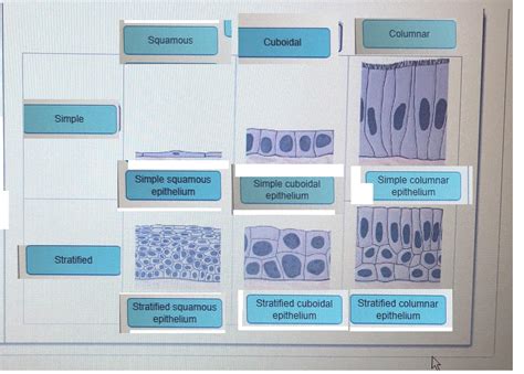 Drag The Labels Onto The Diagram To Identify The Structures In