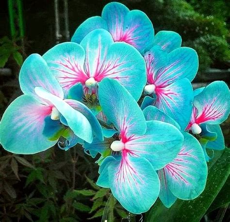 Exquisite Orchid Blossom