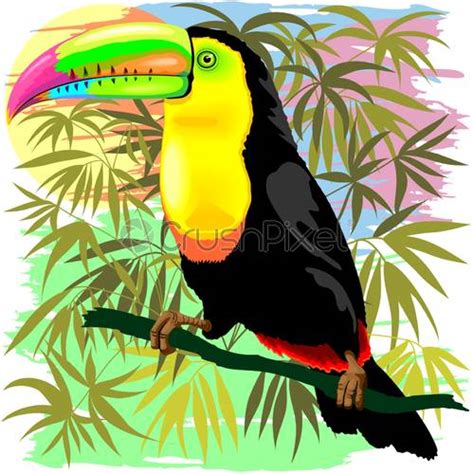 Toucan Wild Exotic Bird On Tropical Jungle Vector Illustration Stock