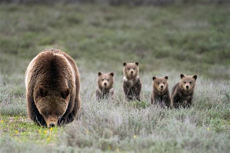 Grizzly Bear And Her Cubs Wildlife Photography Art Etsy Canada Grizzly Bear Bear Art