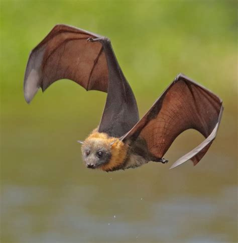 Grey Headed Flying Fox By © Michael Cleary Bat Animal Fox Bat Mammals
