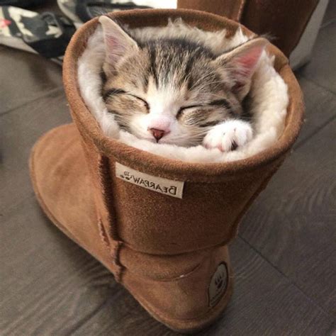 Cat In The Boots Cute Kittens Cats And Kittens Baby Kittens Ragdoll
