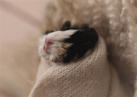 Newborn Guinea Pig Photo Shoot Is A Top Contender For Cutest Thing Ever