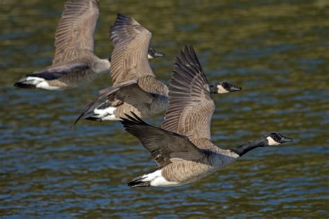 Where Do Geese Migrate Varment Guard Wildlife Services