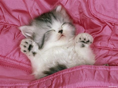 Kittens Cutest Sleeping Kitten Cute Cat Wallpaper