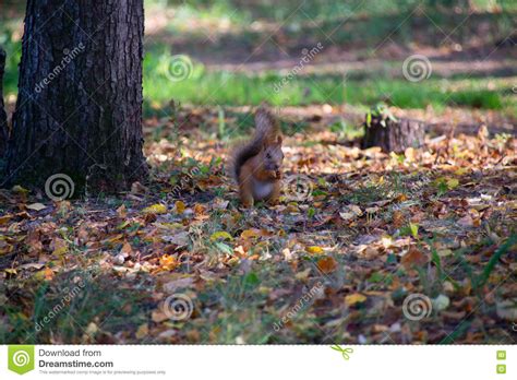 Red Squirrel In The Forest Eating A Hazelnut Stock Image Image Of