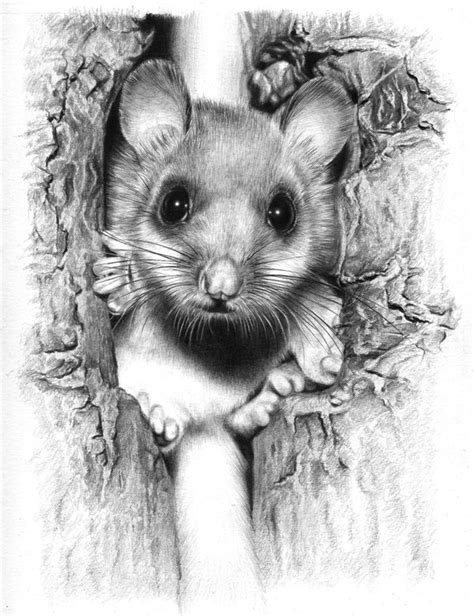Mouse By Alexanderlevett On Deviantart Animal Drawings Animal Art