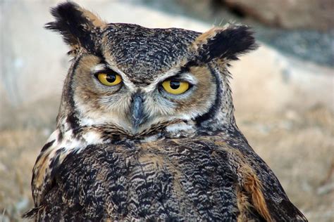 My Favorite Facts About The Great Horned Owl Center Of The West