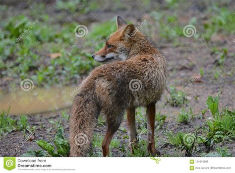 European Red Fox Stock Photo Image Of Wild European 124515696