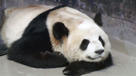 Toronto Zoo Panda Exhibit Opens To Public Ctv Toronto News