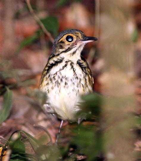 A Cooperative Spotted Antpitta Surprise Makes Up For Bad