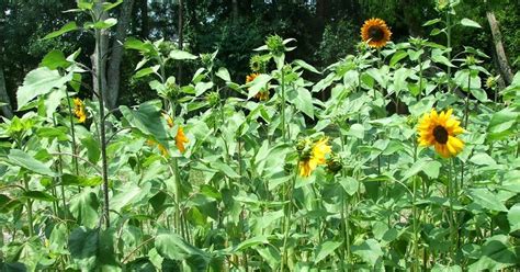 Julie Ann Brady Blog On My Diy Garden Of Sunflowers At 72 Days