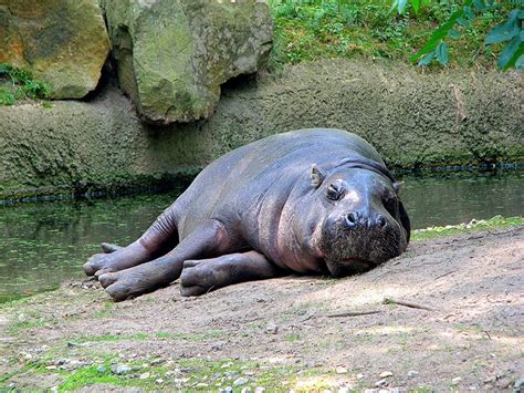 Examples of organisms that consume young hippopotami include lions, crocodiles, and hyenas. Picture 1 of 9 - Pygmy Hippopotamus (Choeropsis ...