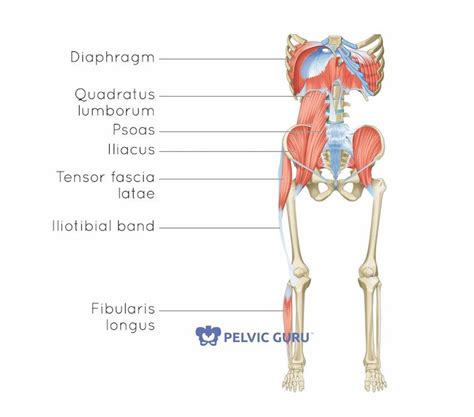 Psoas Muscle Surface Anatomy