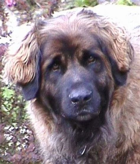 Grooming is a must for. Five Large Dog Breeds That Don't Drool Much | PetHelpful