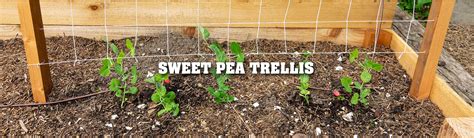 Diy Pea Trellis Ideas A Trellis For Growing Peas Ashley Hackshaw Lil