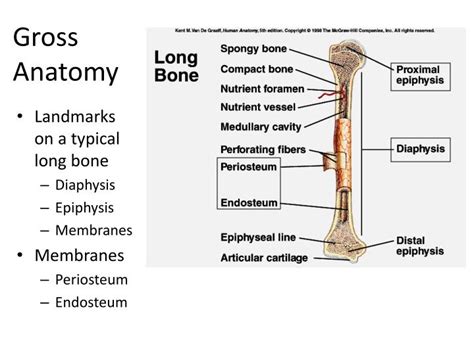 Ppt Structure Of Long Bones Powerpoint Presentation Id2201451