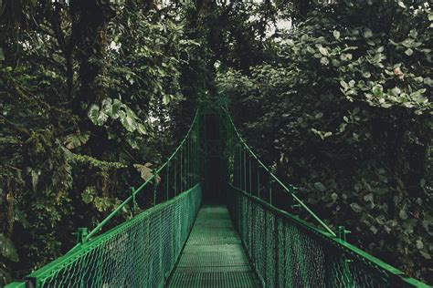 รูปภาพ แสงแดด ใบไม้ สะพานแขวน สีเขียว ป่าฝน สะพานเชือก ป่าไม้