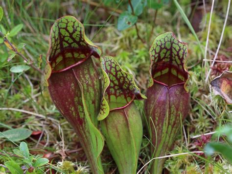 Pitcher Plant Care Growing Different Types Of Pitcher Plants