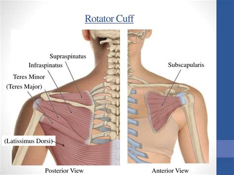 Ppt Anatomy And Kinesiology Of The Shoulder Girdle Powerpoint