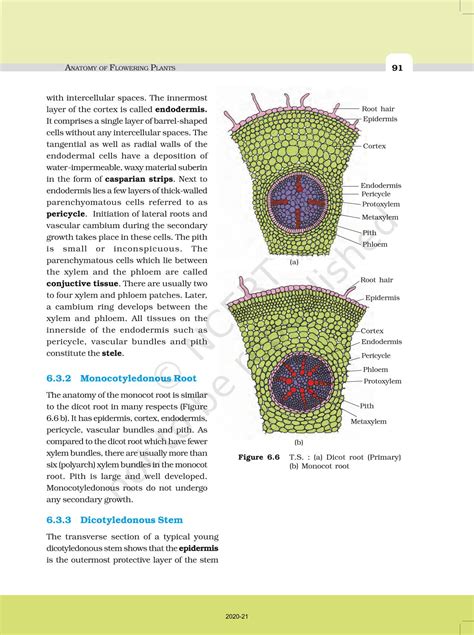 Anatomy Of Flowering Plants Ncert Book Of Class 11 Biology
