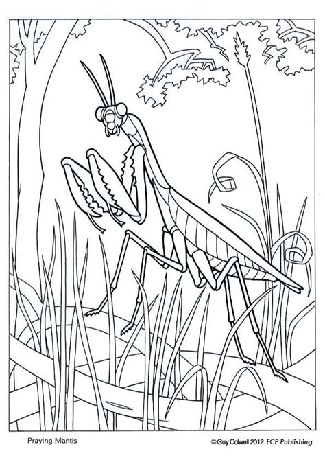 Praying Mantis Coloring Page From Animal