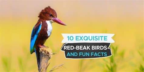 10 Exquisite Birds With Red Beaks Id And Pictures Birdwatching Buzz