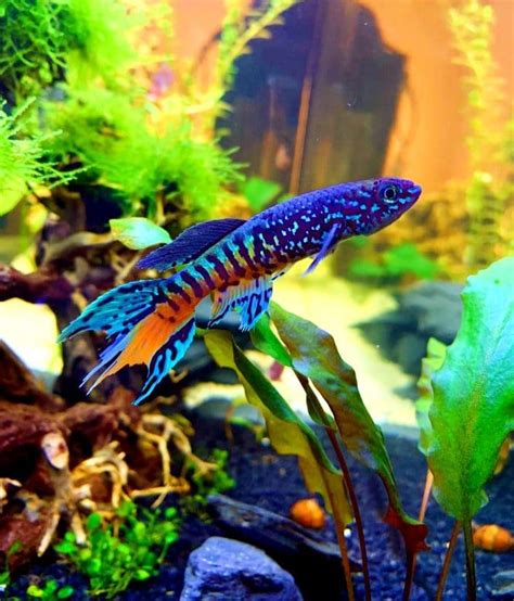 Top 10 Most Beautiful Freshwater Fish