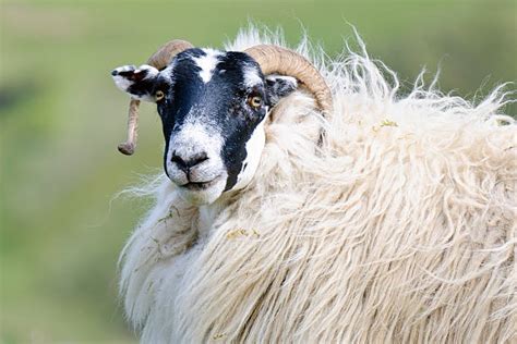 Royalty Free Blackface Sheep Pictures Images And Stock Photos Istock