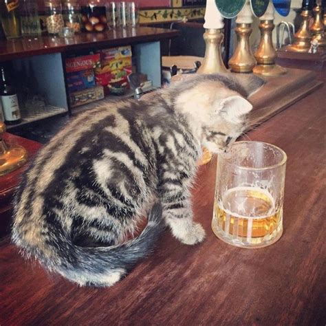 Drink Beer In The Company Of Kitties At This New Cat Pub Wheatbeers