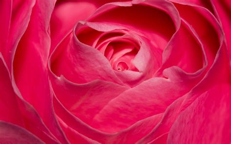 Perfect Pink Rose Wallpapers Hd Wallpapers Id 18379