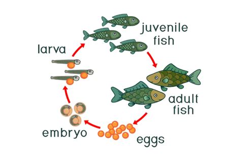 Jenis Jenis Ikan Dan Ciri Cirinya