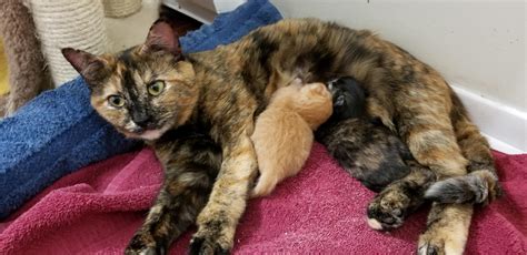 My Foster Cat Gave Birth This Morning 3 Little Ones Two Thriving One