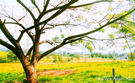 Here is a list of some 'fillers' we use frequently in english Budak Baru Belajar: Landscape di Universiti Putra Malaysia ...